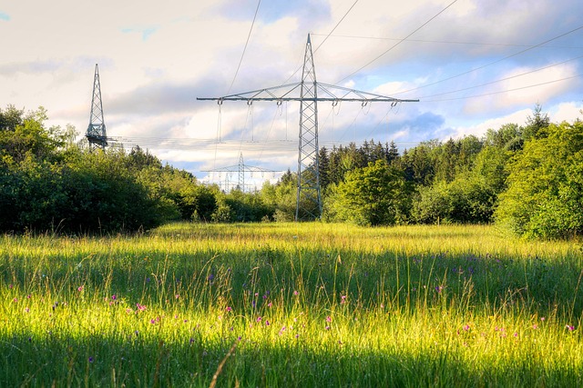 Taglio piante in prossimità delle linee elettriche